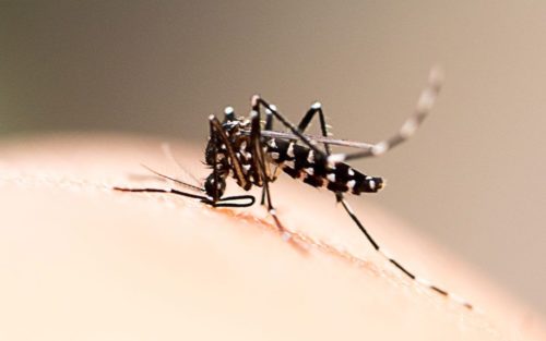 Kenalan dengan Wolbachia: Si Bakteri Pengendali DBD